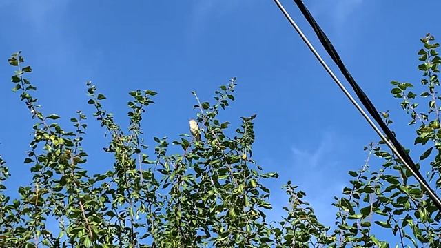 Чудесное пение садовой славки. Июль смотреть онлайн