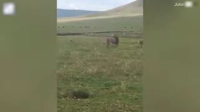 В Танзании маленькая собака показала льву, кто настоящий "царь зверей" смотреть онлайн