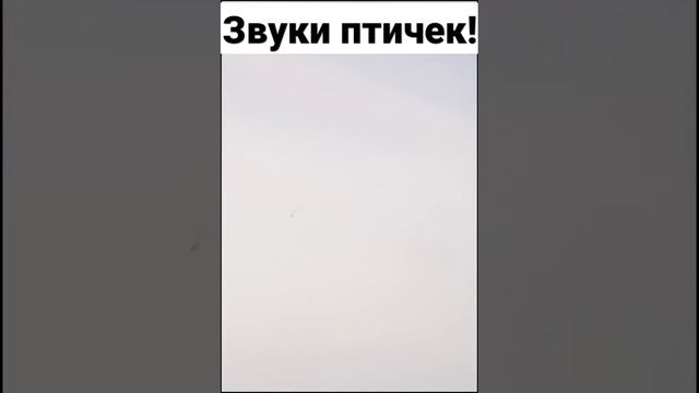 Звуки птиц! смотреть онлайн