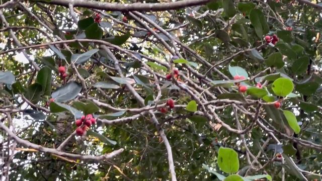 Ботанический сад Дурбан. Столько интересных растений я никогда не видела! Что посмотреть в Африке смотреть онлайн