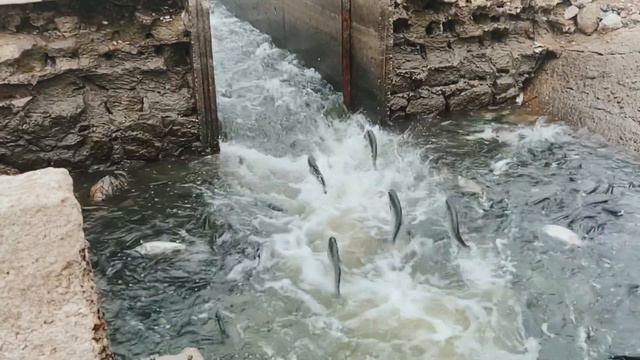 Речная рыба и турбулентность воды. / 2к video смотреть онлайн