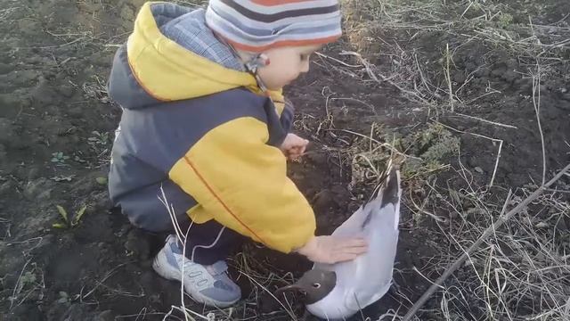 чайка прилетела смотреть онлайн