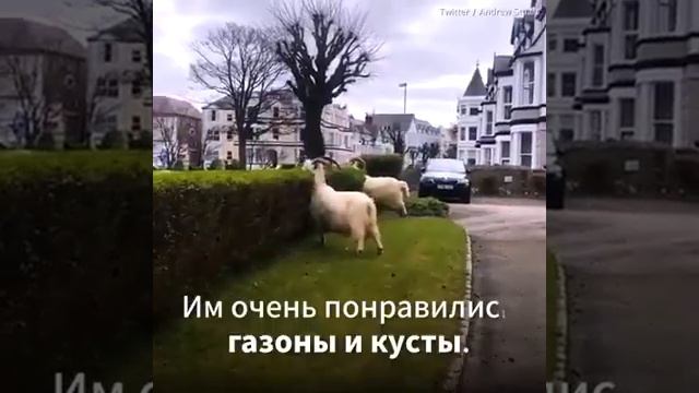 Животные вместо людей смотреть онлайн