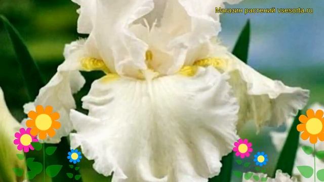 Ирис германский Имморталити (Бессмертие). Краткий обзор, описание iris germanica Immortality смотреть онлайн