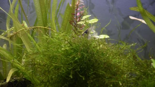 Креветка фильтратор (Atyopsis moluccensis) за работой \ Atyopsis moluccensis shrimp смотреть онлайн