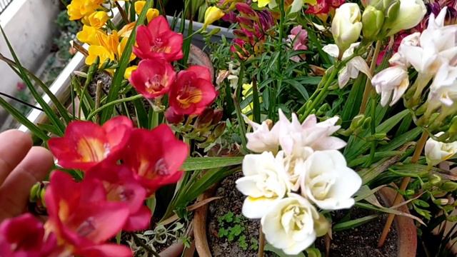 How to Grow Freesia from Bulb / Colourful Fragrance Flowers / A Complete Grow & Care Tips... смотреть онлайн