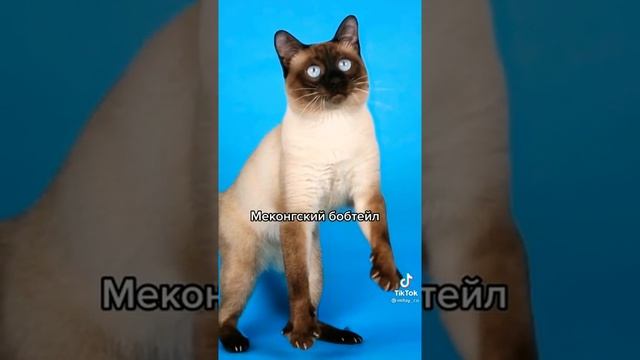 Самые злые и опасные породы кошек. смотреть онлайн