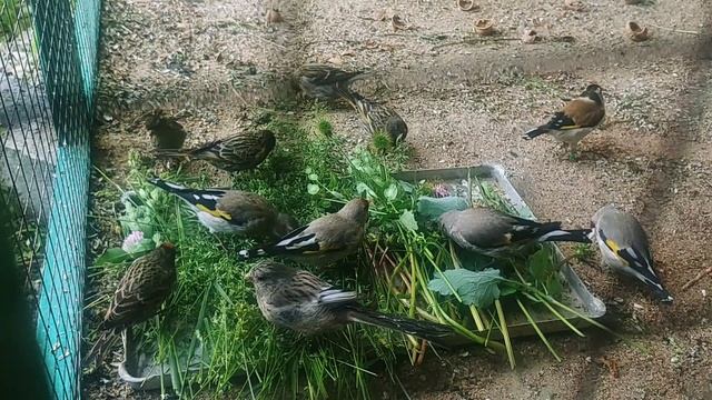 Разнотравие как лакомство для моих птиц!