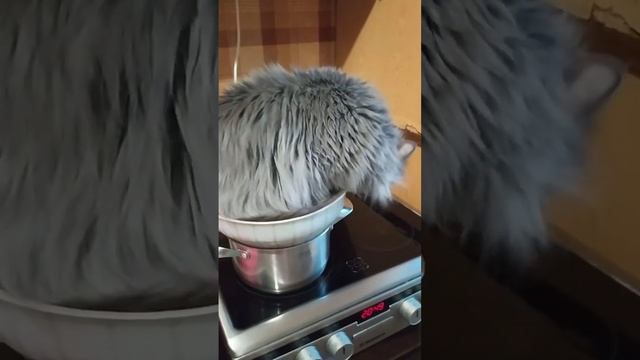 Суп с котом