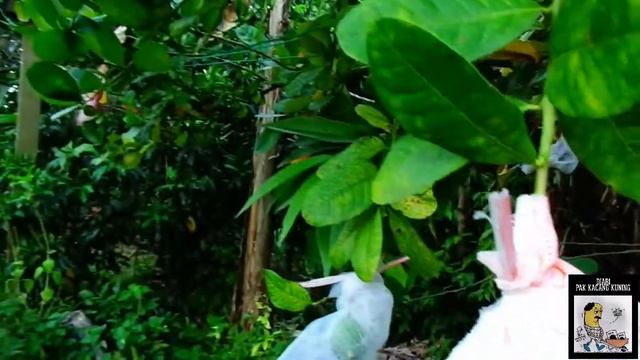 LEMON - CITRUS LIMON смотреть онлайн