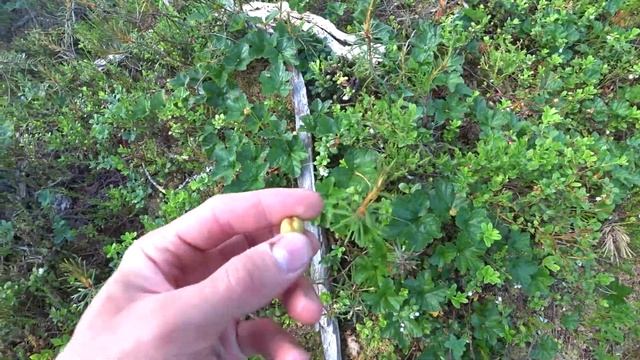 Гора воттоваара. Путешествие в карелию. смотреть онлайн