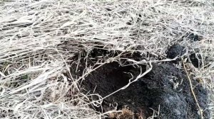 КАК ЗВЕНЯТ РАЗНЫЕ МОНЕТЫ И КАКИЕ НА НИХ ЦИФРЫ НА EQUINOX-800