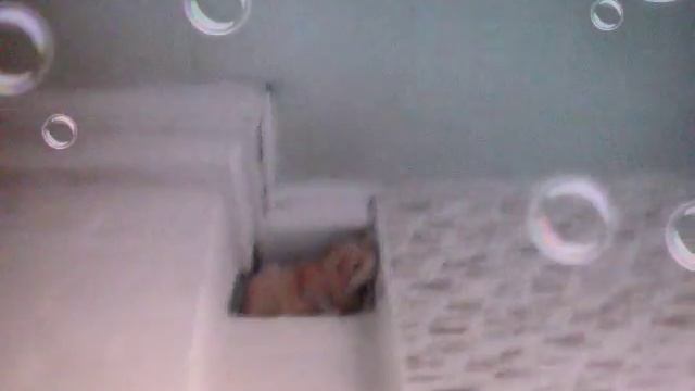 Кот зобрался на самую высокую трубу печки смотреть онлайн