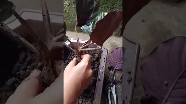 Calathea Dottie Propagation смотреть онлайн