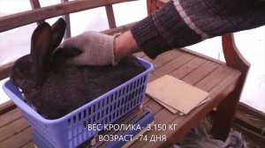 Делим крольчат на самцов и самок.