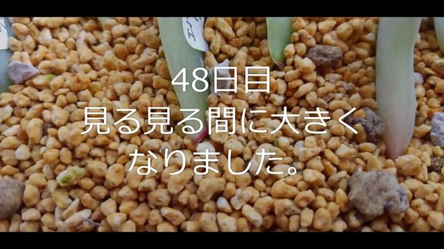 ベランダで多肉生活始めました。　のんびり多肉植物の成長を記録していきます。#60 смотреть онлайн