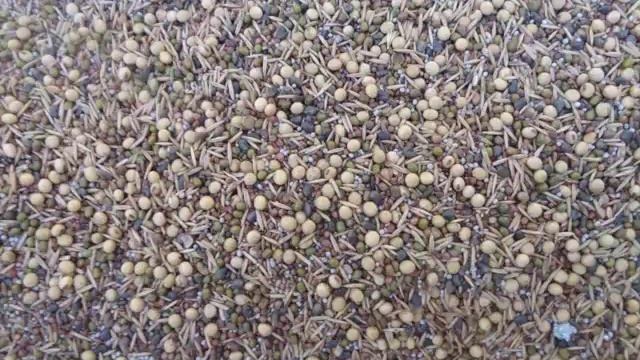 Paul Jasa - Correcting Tillage Effects With Cover Crops смотреть онлайн