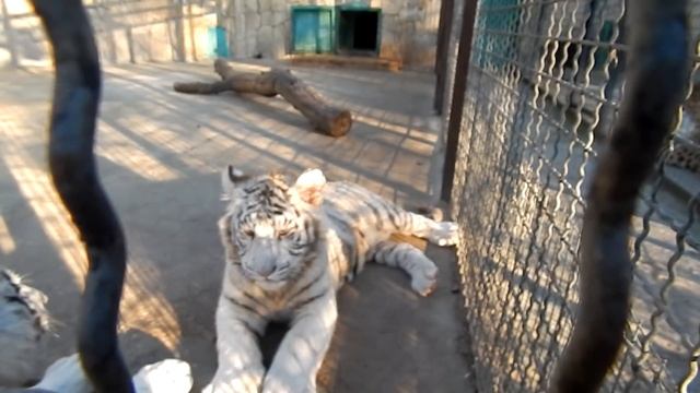 Бенгальские тигрята в Тайгане смотреть онлайн