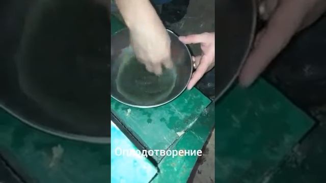 Получение и оплодотворение икры клария в УЗВ смотреть онлайн