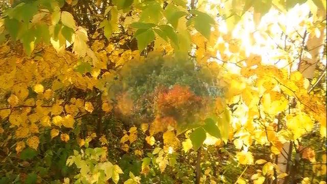 Замальская осень смотреть онлайн