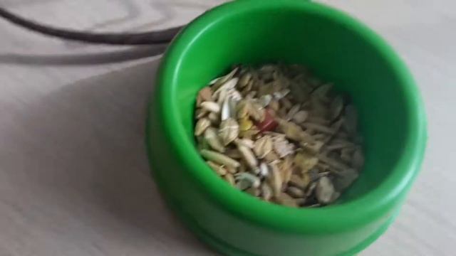 ,,как приручить крысу ''(2) смотреть онлайн