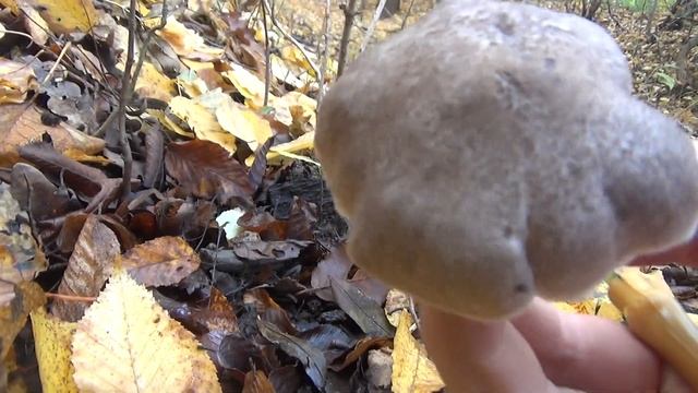 Sárguló pereszke - '20. 10. 31. - Normafa смотреть онлайн