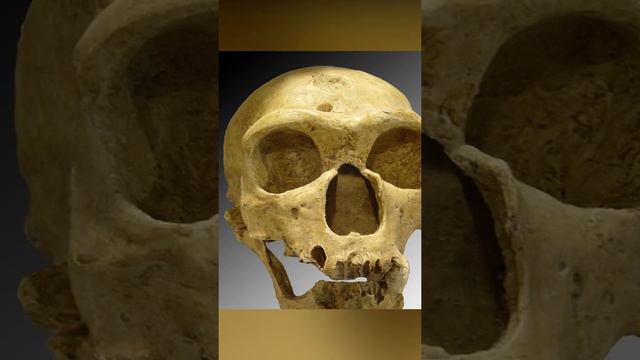INTRIGUING QUICK FACTS ABOUT NEANDERTHALS #documentary смотреть онлайн