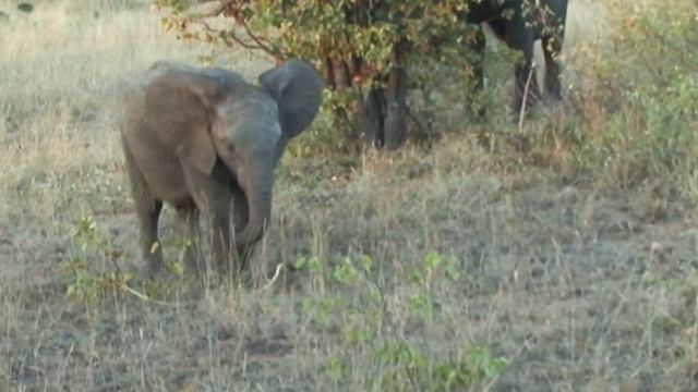 Serenading the Eles - Ruckomechi Camp - Zimbabwe смотреть онлайн
