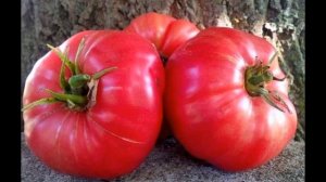 Обзор сорта помидора "Сахарный бизон" (характеристики, свойства, фото)