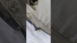 Дизельное топливо и Авиакеросин ТС-1. сколько добавлять.