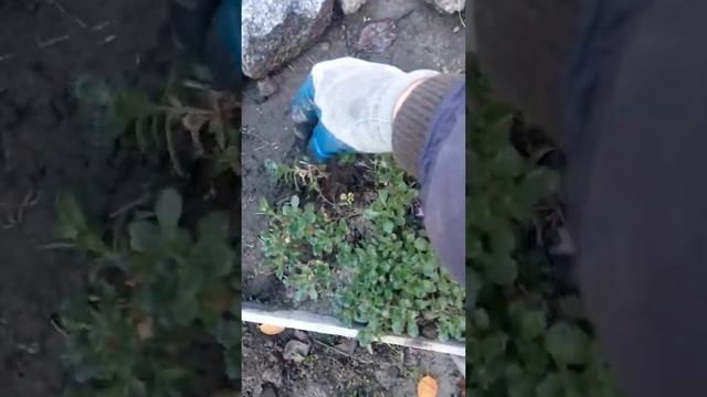 Моя обриета через 8  мес.из семян