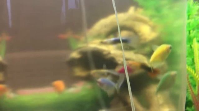 Запуск рыбок в аквариум. Наконец-то рыбки! Кого я купила? Зоопокупки. #рыбки #аквариум смотреть онлайн