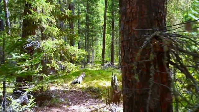 Forest Walk To Relax
