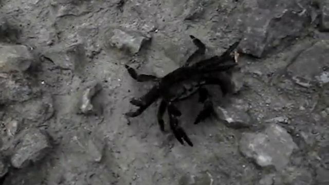 Краб Утьос смотреть онлайн