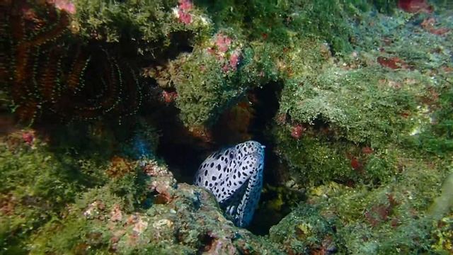 PC300475 смотреть онлайн