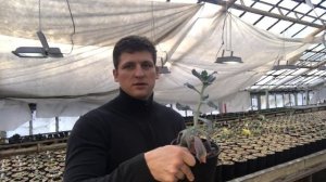 Идеальная подсветка для суккулентов