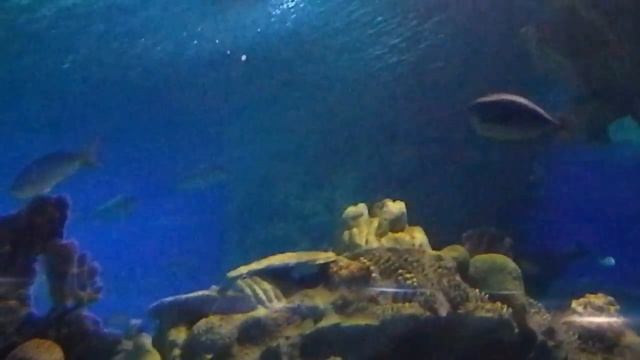 AQUARIUM KUALA LUMPUR - Malaysia смотреть онлайн