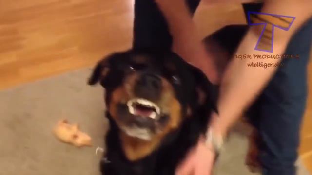 Смешные забавные животные коты собаки самые прикольные видео смотреть онлайн