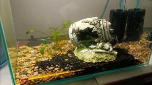 Разведение сапфировых попугайчиков