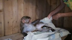 2020.08.22 Макака резус Маруся. Первый раз купаем макаку.