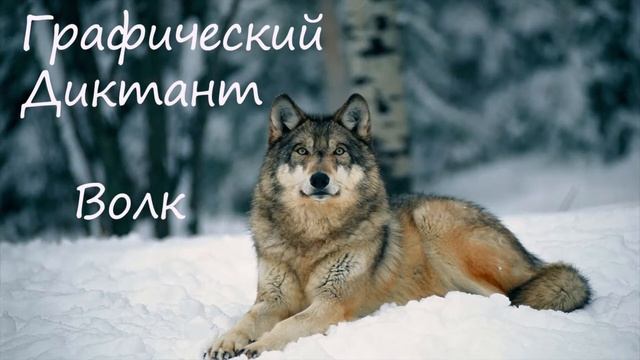 Графический Диктант Волк смотреть онлайн