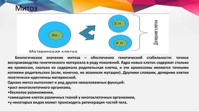 Биология 8 класс. Митоз. Мейоз. Биологическое значение митоза и мейоза.