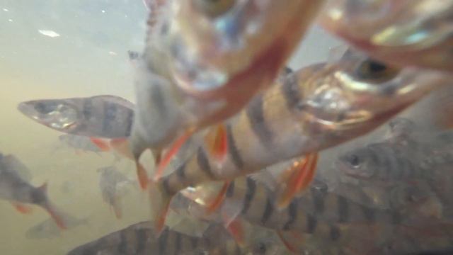 Рік тому запустив окуня та щуку в озеро | DIY Fishing Lure смотреть онлайн