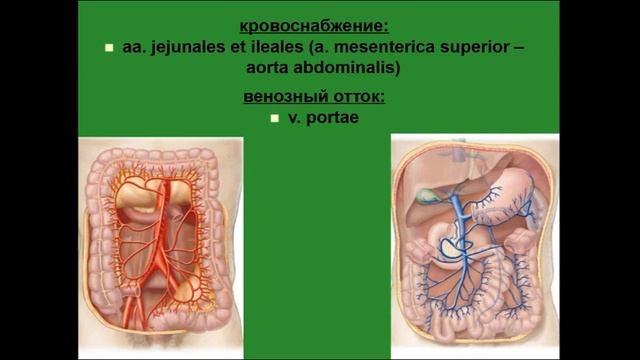 Брыжеечная часть тонкой кишки. Топография, кровоснабжение, венозный отток, иннервация, лимфоотток смотреть онлайн