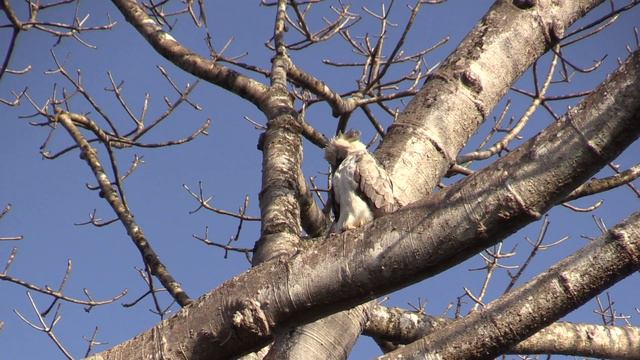 Harpy Eagle смотреть онлайн