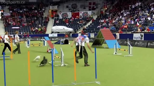 WC2012 Elena   Tekna1 vs  Tobias   Peanat2nd AGILITY SMALL INDIVIDUAL