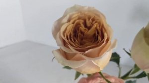 Rose Review for Tan Roses Golden Mustard and Cappuccino