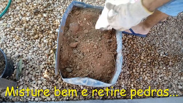 O SEGREDO DE COMO FAZER MUDA DE GRAVIOLA PRODUZIR MAIS RÁPIDO! смотреть онлайн