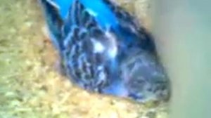 Cамка волнистого попугая сносит яйцо!