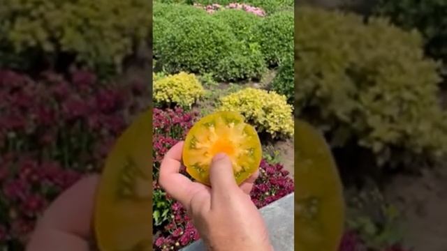 Очень красивый томат СОВЕРШЕННЫЙ ГНОМ ( Dwarf Parfait tomato) смотреть онлайн
